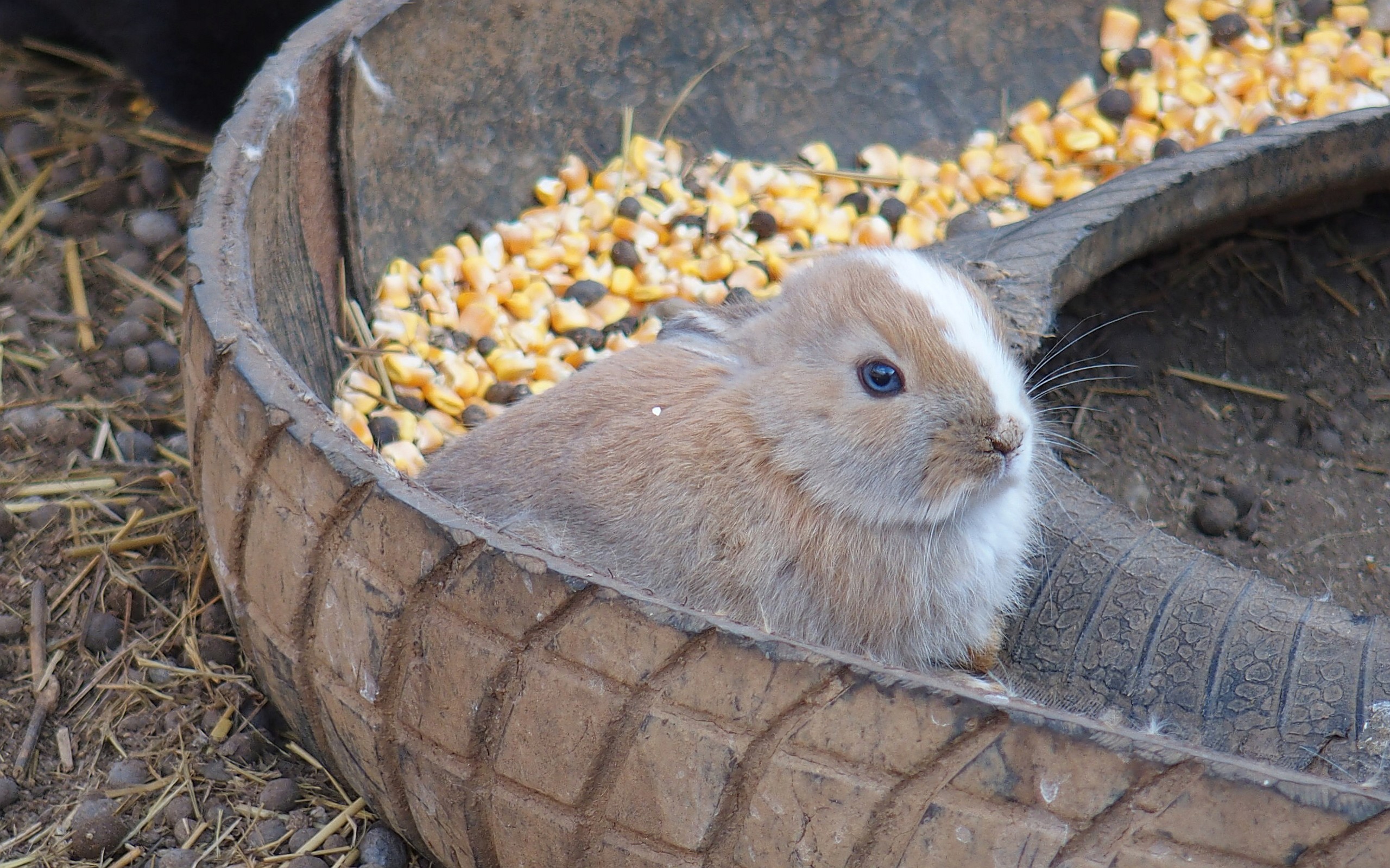 Kaninchenbaby sitzt in einem halben Reifen voller Mais