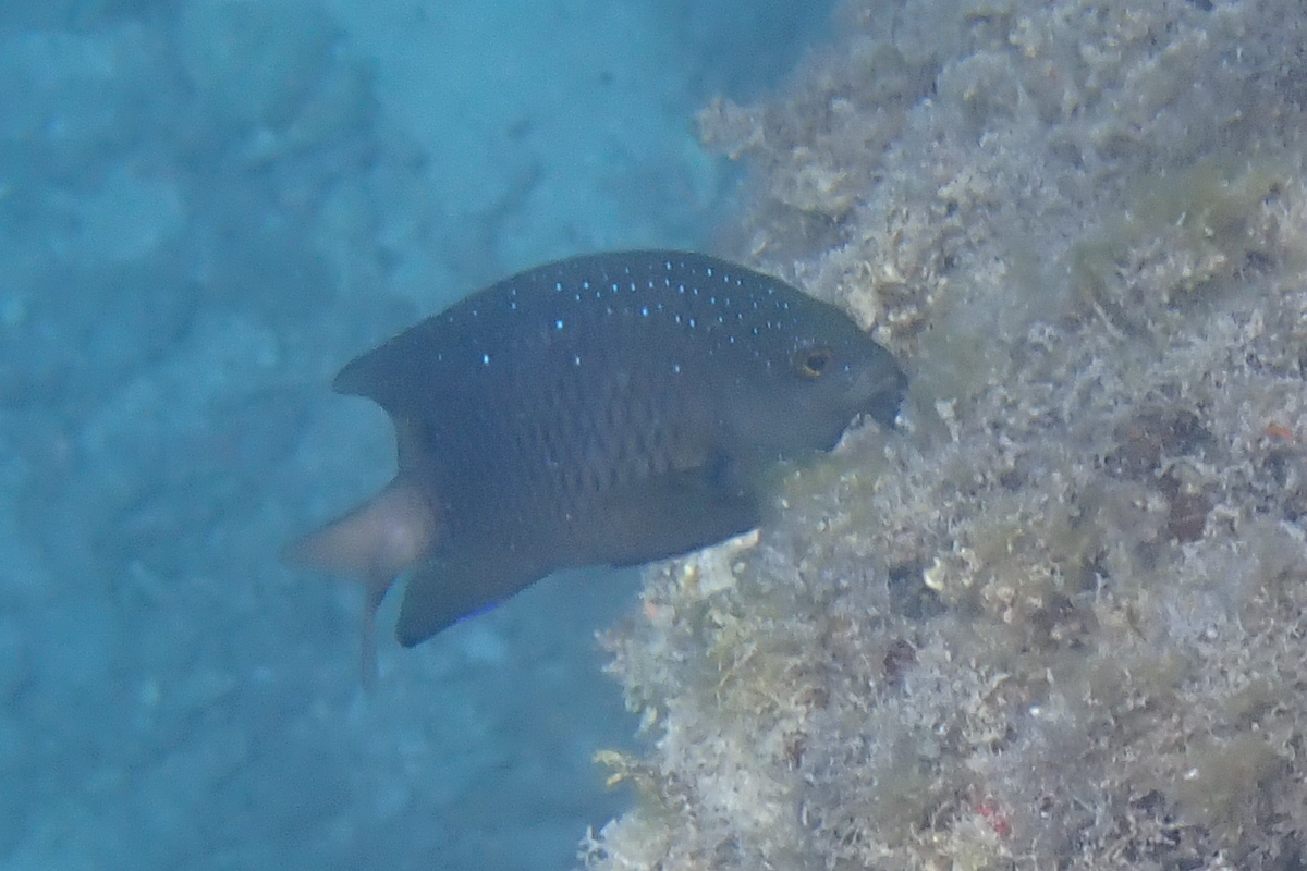 Plectroglyphidodon lacrymatus („Juwelen-Riffbarsch“) vor Prison Island in Sansibar