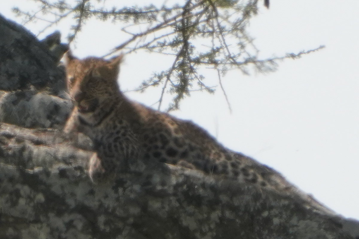 Leopard in einem Baum in der Serengeti